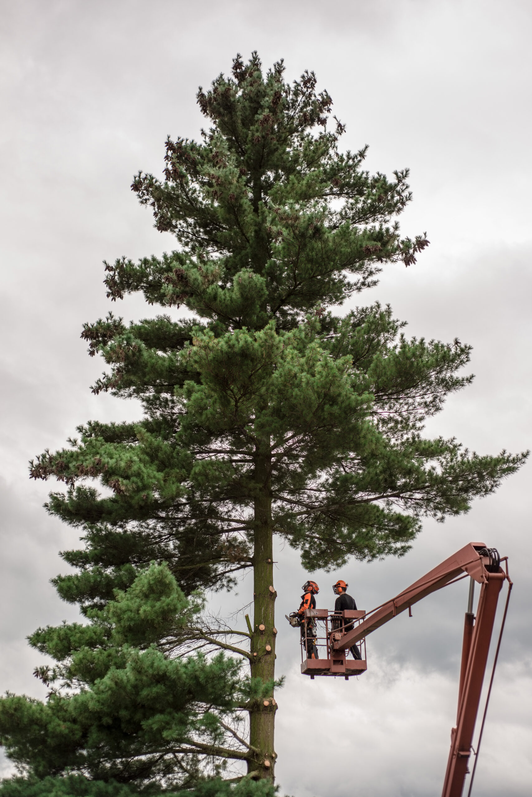 Tree Removal in Draper