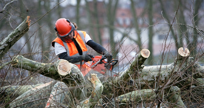 Worker in safety gear cutting fallen tree branches with a chainsaw.